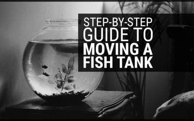 Step-by-Step Guide to Moving a Fish Tank